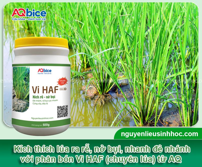 Phân bón lá cho lúa Vi HAF chuyên lúa bung rễ nở bụi nhanh