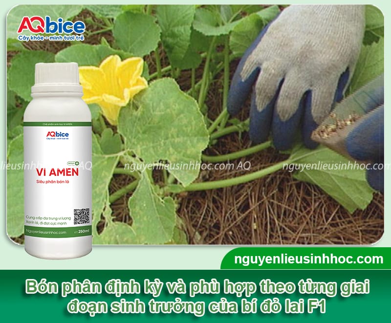 Hướng dẫn kỹ thuật trồng bí đỏ F1 trái to đều, không sâu bệnh