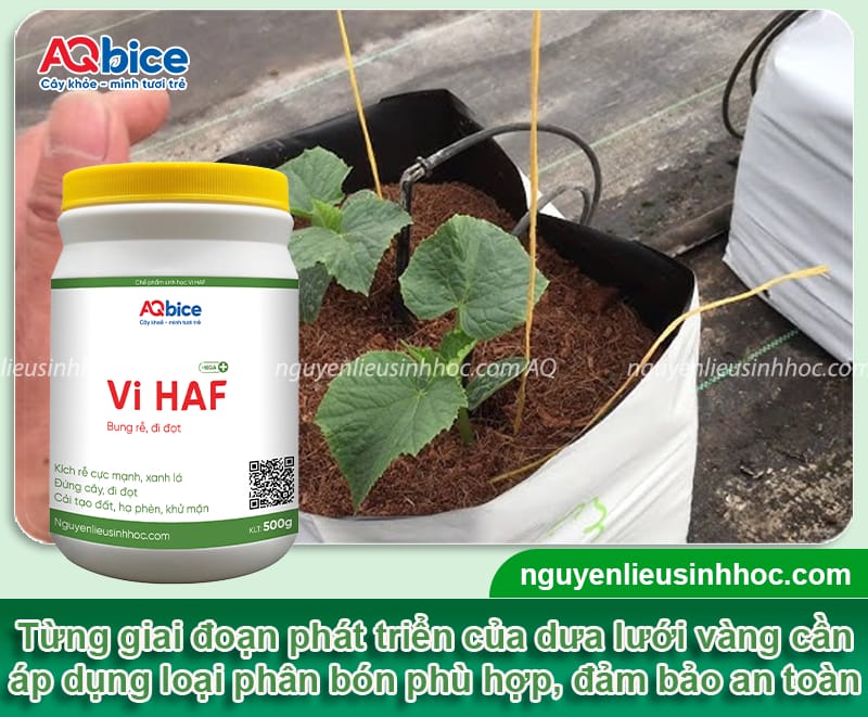 Hướng dẫn cách trồng dưa lưới vàng trong chậu đúng kỹ thuật