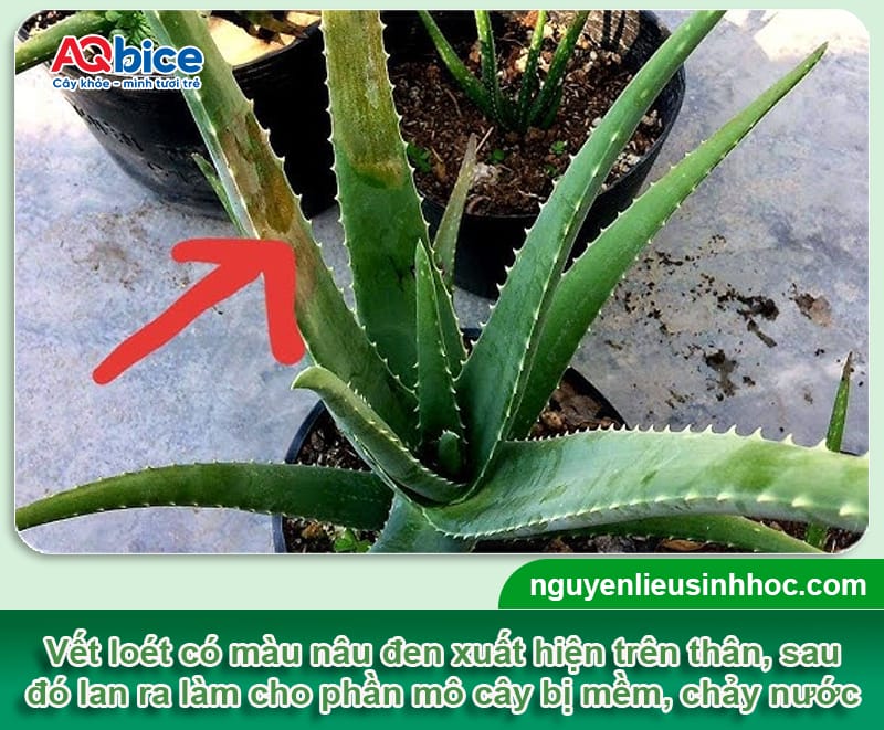 Bệnh thối nhũn trên nha đam: Nguyên nhân và Cách xử lý