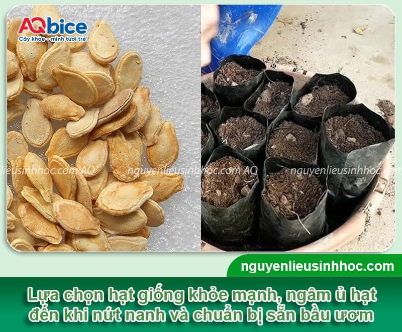Cách ươm hạt bí đao đúng kỹ thuật giúp hạt mau nảy mầm
