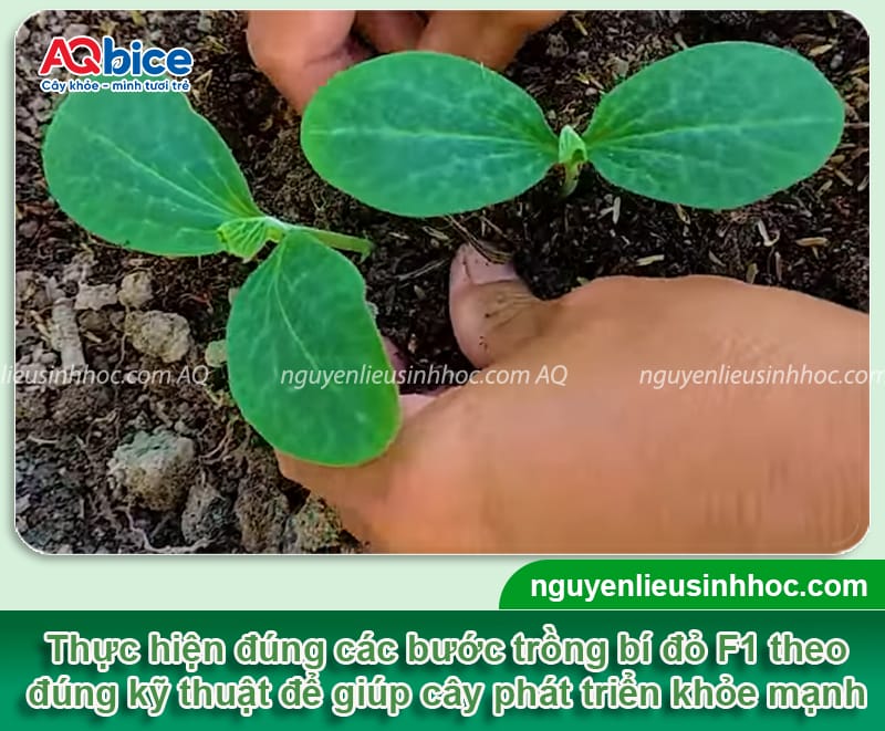 Hướng dẫn kỹ thuật trồng bí đỏ F1 trái to đều, không sâu bệnh