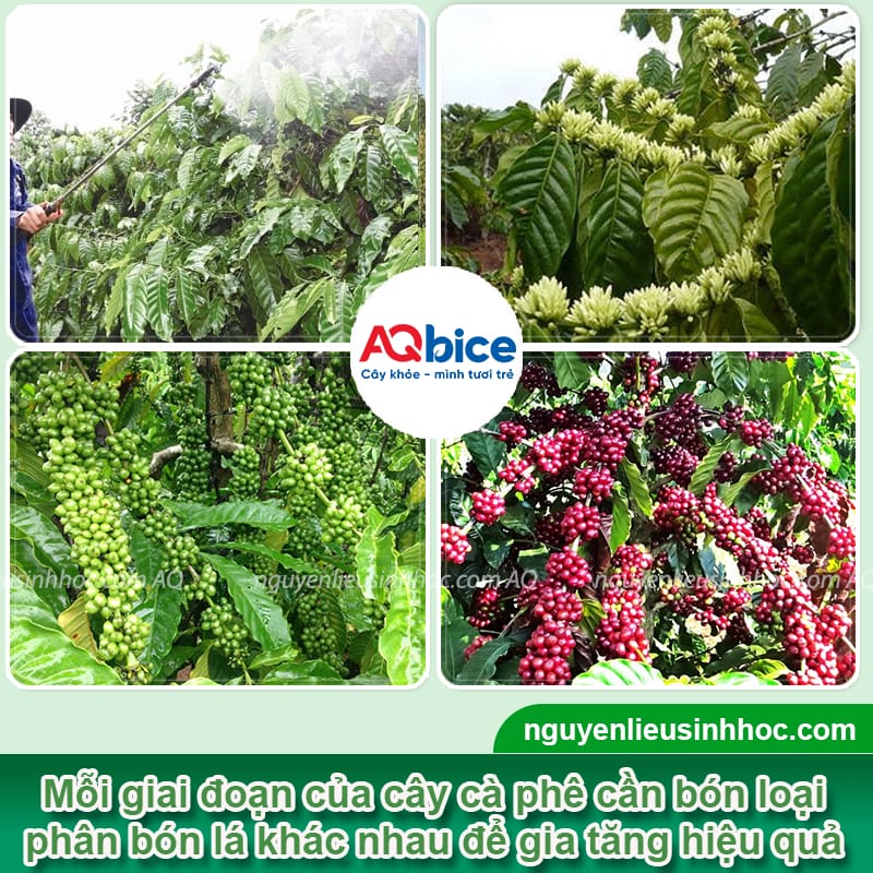 Phân bón lá cho cà phê giúp cây xanh tươi, hạt chắc đều 2 Phân bón lá cho cà phê giúp cây xanh tươi, hạt chắc đều