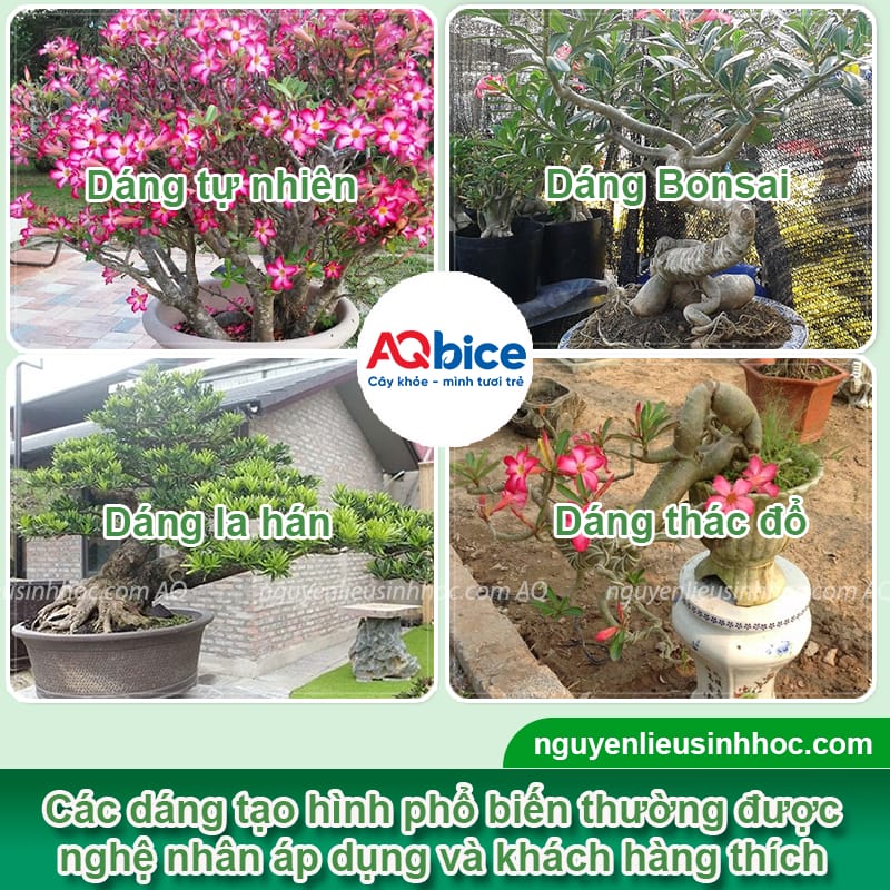 Cách tạo dáng cây hoa sứ đúng phương pháp, dáng đẹp