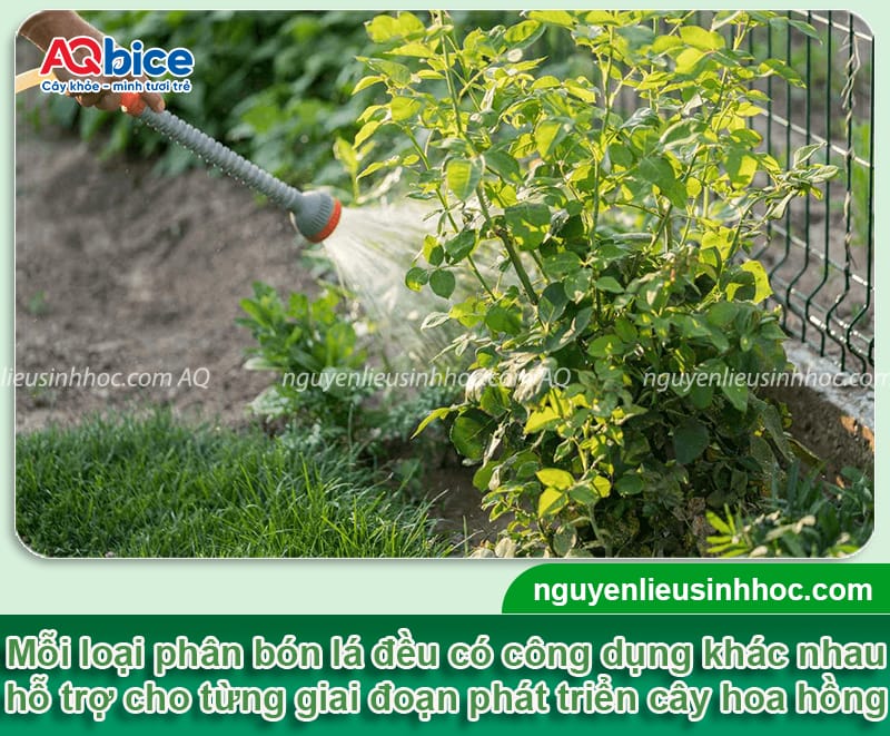 Cách chọn phân bón lá cho hoa hồng và sử dụng hiệu quả