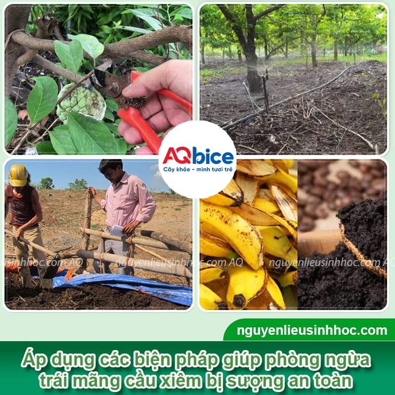 Vì sao mãng cầu xiêm bị sượng và Cách khắc phục 3 Vì sao mãng cầu xiêm bị sượng và cách khắc phục an toàn