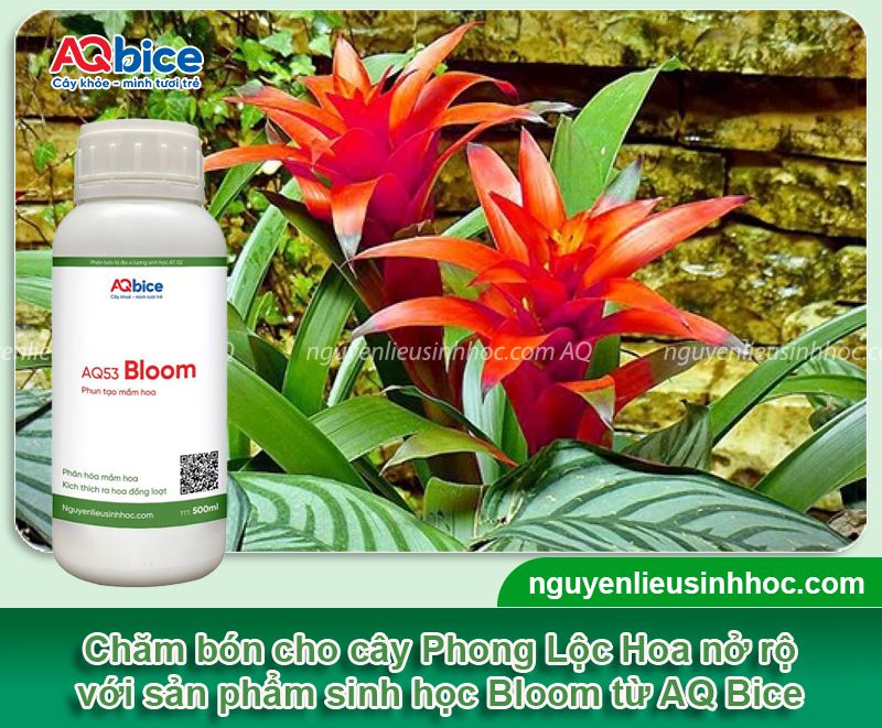 Cách chăm sóc cây Phong Lộc Hoa và Ý nghĩa phong thủy 3 Cách chăm sóc cây Phong Lộc Hoa và Ý nghĩa phong thủy