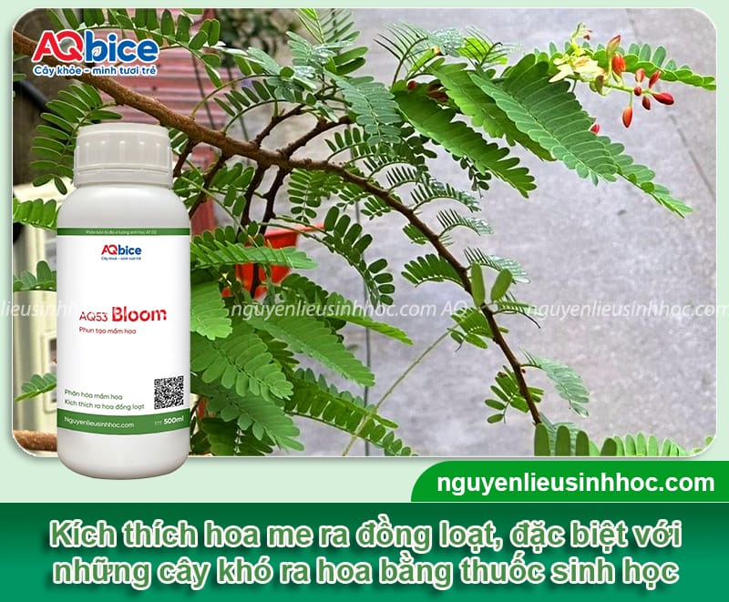 Hướng dẫn cách làm cho cây me ra hoa đồng loạt an toàn