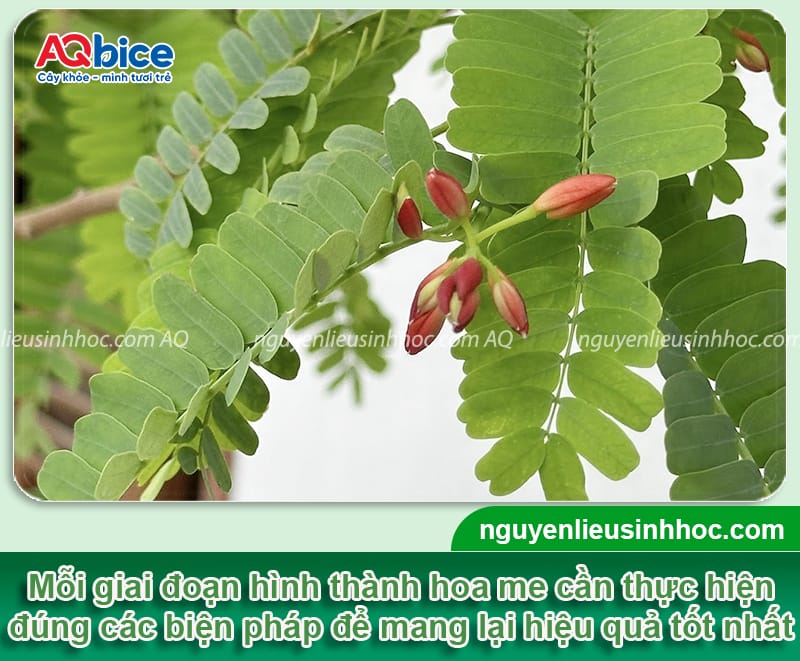 Hướng dẫn cách làm cho cây me ra hoa đồng loạt an toàn