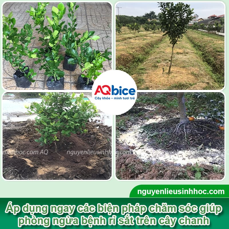 Bệnh rỉ sắt trên cây chanh: Nguyên nhân và biện pháp xử lý