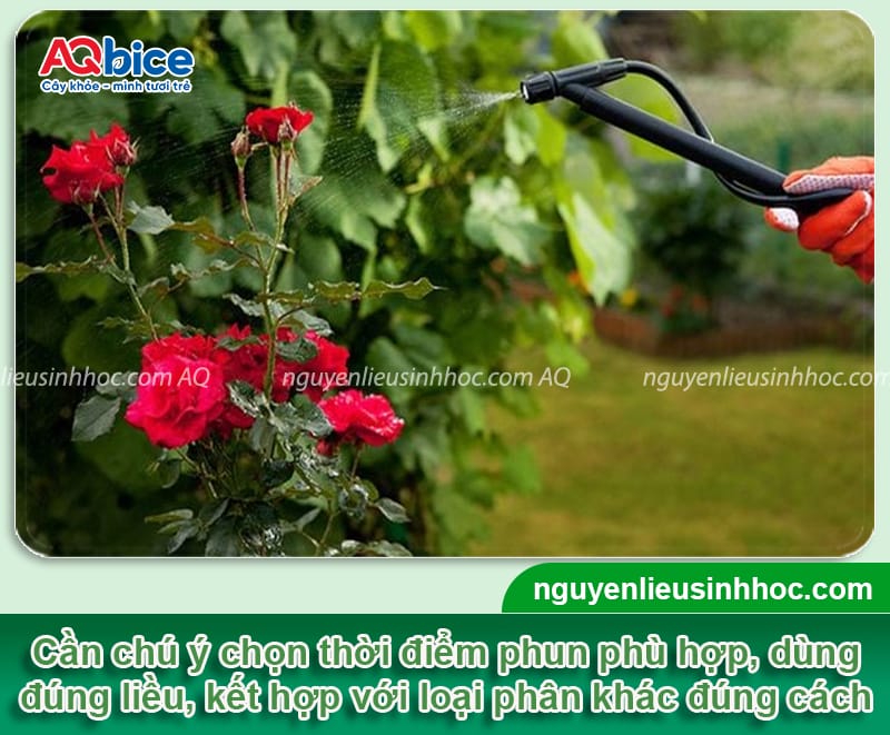 Cách chọn phân bón lá cho hoa hồng và sử dụng hiệu quả
