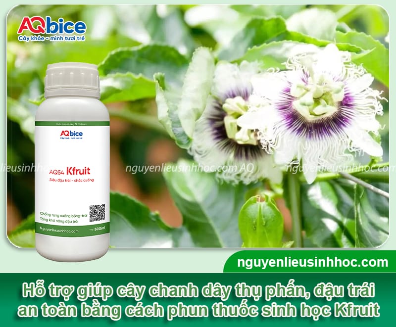 Hướng dẫn cách thụ phấn chanh dây bằng biện pháp thủ công