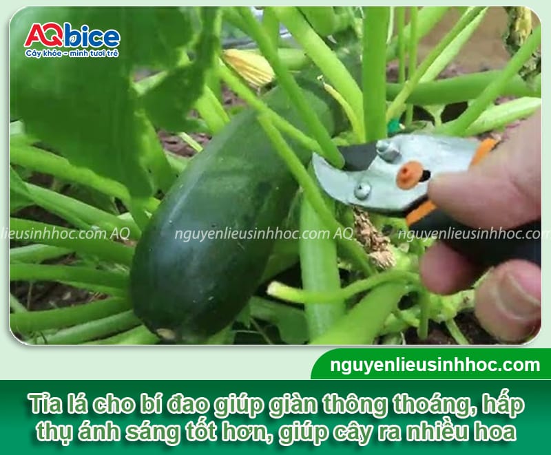 Trồng bí đao có bấm ngọn không? Cách bấm ngọn đúng cách 4 Trồng bí đao có bấm ngọn không? Cách bấm ngọn đúng cách