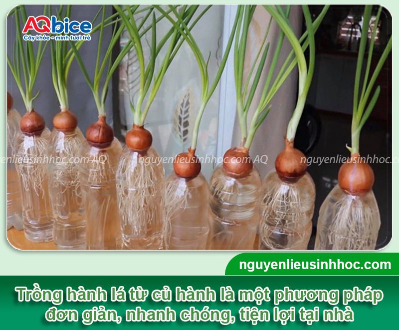 Hướng dẫn các cách trồng hành lá thủy canh đơn giản tại nhà