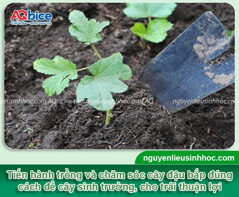 Trồng đậu bắp vào tháng mấy, cần chú ý đến các yếu tố gì? 4 Trồng đậu bắp vào tháng mấy, cần chú ý đến các yếu tố gì?