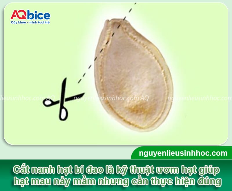 Cách ươm hạt bí đao đúng kỹ thuật giúp hạt mau nảy mầm
