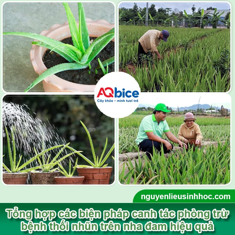Bệnh thối nhũn trên nha đam: Nguyên nhân và Cách xử lý