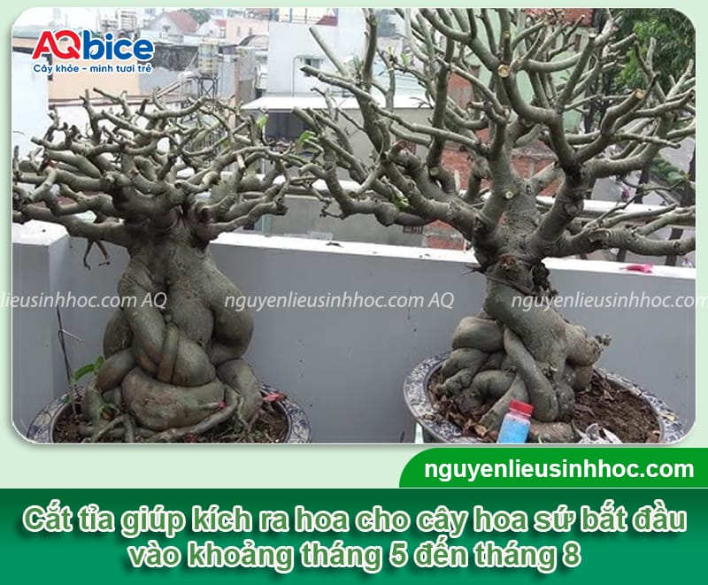 Cách chọn thời điểm cắt tỉa cây hoa sứ, hoa nở đẹp quanh năm 3 Cách chọn thời điểm cắt tỉa cây hoa sứ theo từng trường hợp