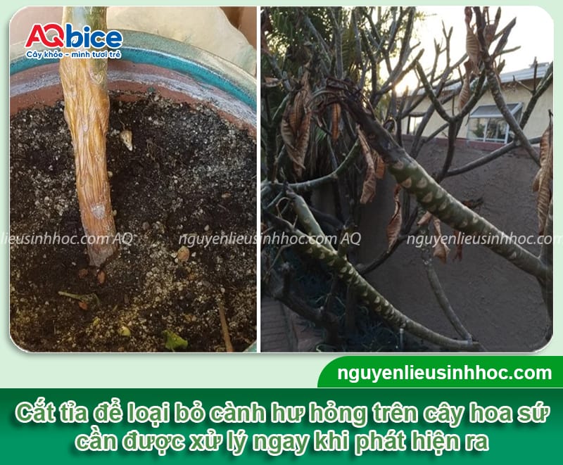 Cách chọn thời điểm cắt tỉa cây hoa sứ, hoa nở đẹp quanh năm 4 Cách chọn thời điểm cắt tỉa cây hoa sứ theo từng trường hợp