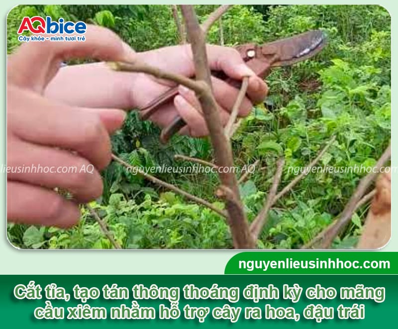 Cây mãng cầu xiêm trồng ở miền Bắc có được không?