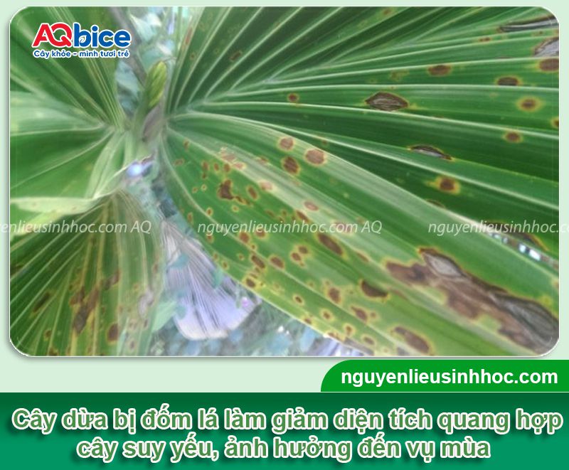 Thuốc trị nấm cho cây dừa: Hiệu quả nhanh, diệt nấm tận gốc 2 Thuốc trị nấm cho cây dừa an toàn, hiệu quả vượt trội