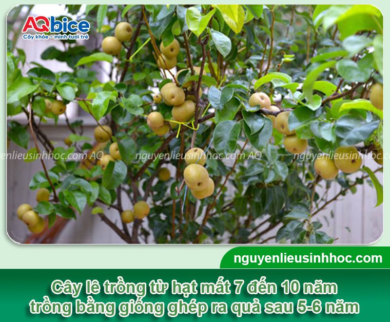 Cây lê trồng bao lâu có trái? Chăm sóc trái đậu năng suất cao