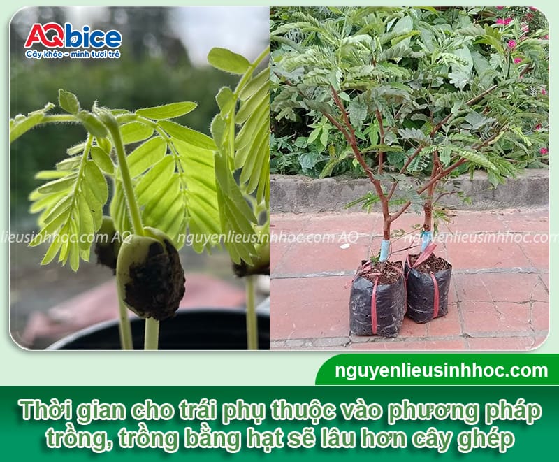 Cây me thái trồng bao lâu có trái và các yếu tố ảnh hưởng