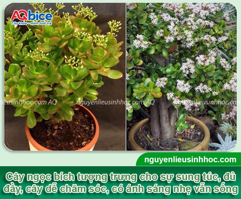 Top 5 loại cây hút tài lộc vào nhà, dễ chăm và bền cây