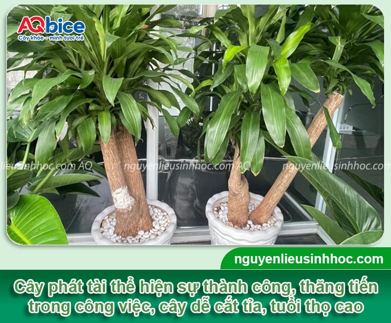 Top 5 loại cây hút tài lộc vào nhà, dễ chăm và bền cây