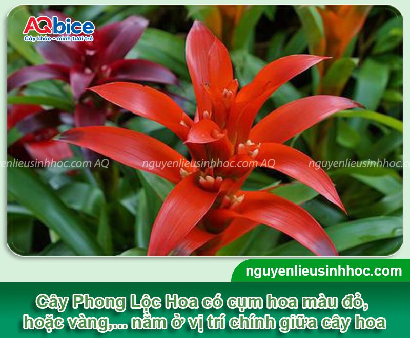 Cách chăm sóc cây Phong Lộc Hoa và Ý nghĩa phong thủy