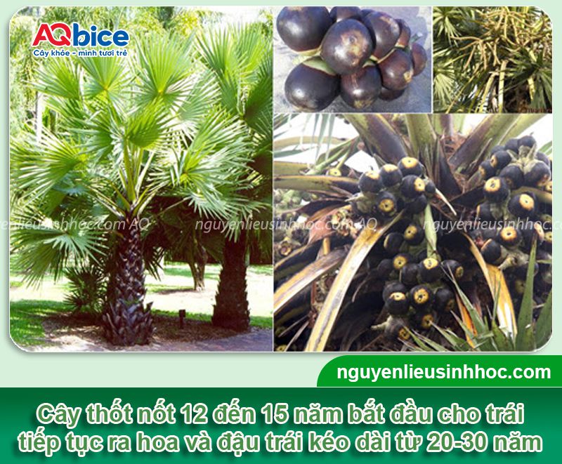 Cây thốt nốt bao nhiêu năm có trái? Kỹ thuật chăm sóc 2 Cây thốt nốt bao nhiêu năm có trái? Năng suất canh tác