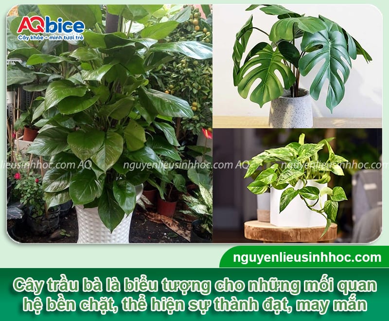 Top 5 loại cây hút tài lộc vào nhà, dễ chăm và bền cây