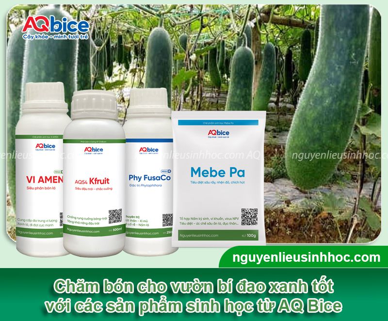 Kỹ thuật trồng bí đao leo giàn và chăm bón năng suất cao