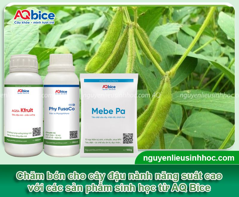 Cách trồng đậu nành và chăm sóc năng suất cao, ít sâu bệnh