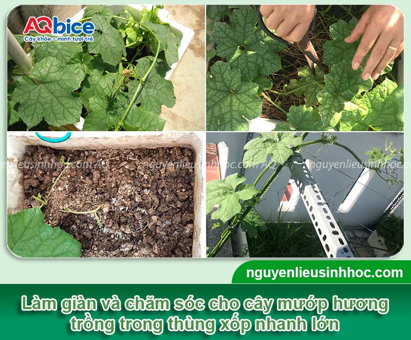 Cách trồng mướp hương trong thùng xốp sai quả, ít sâu bệnh 3 Cách trồng mướp hương trong thùng xốp sai quả, ít sâu bệnh