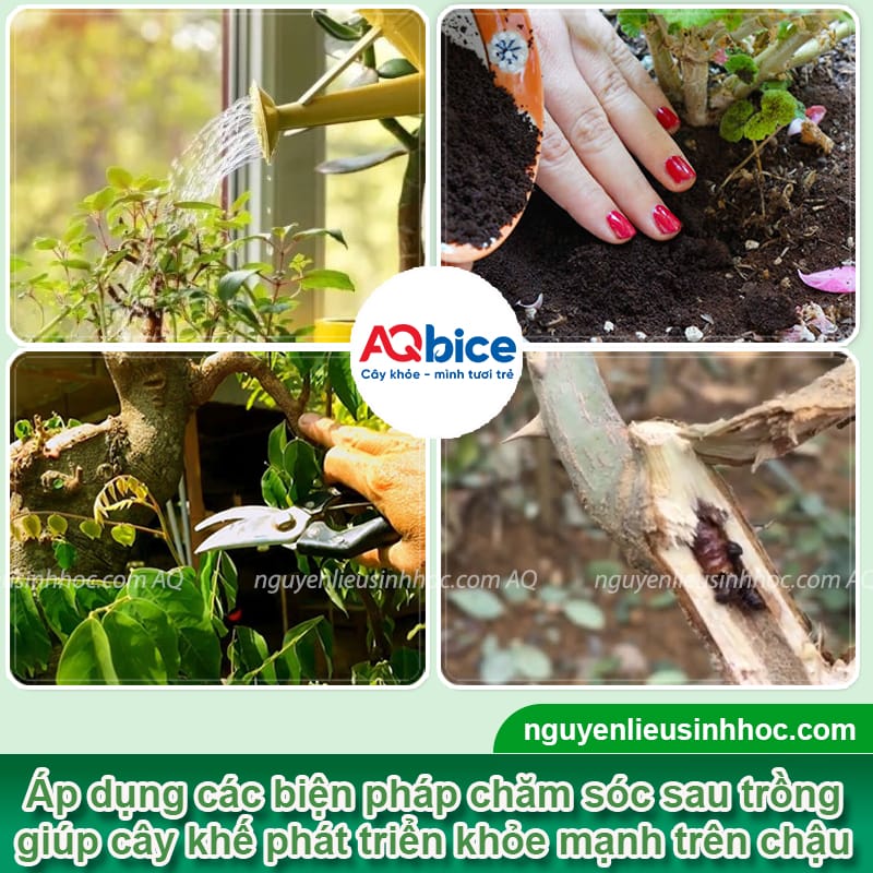 Hướng dẫn cách trồng cây khế trong chậu cảnh đúng kỹ thuật 5 Hướng dẫn cách trồng cây khế trong chậu cảnh đúng kỹ thuật