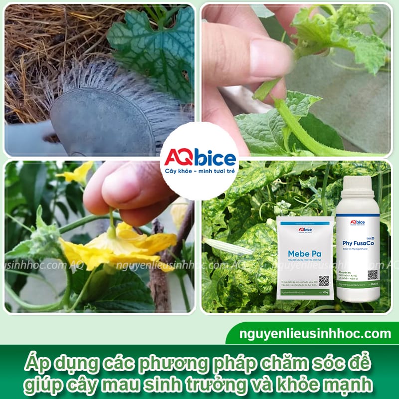 Hướng dẫn cách trồng mướp hương sai quả tại nhà 5 Hướng dẫn cách trồng mướp hương sai quả tại nhà