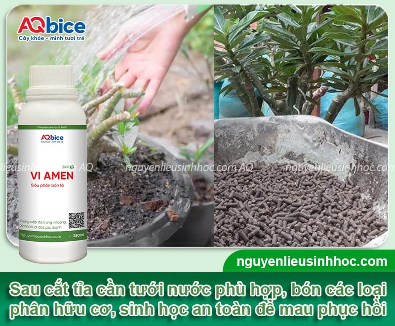 Cách chọn thời điểm cắt tỉa cây hoa sứ, hoa nở đẹp quanh năm 5 Cách chọn thời điểm cắt tỉa cây hoa sứ theo từng trường hợp