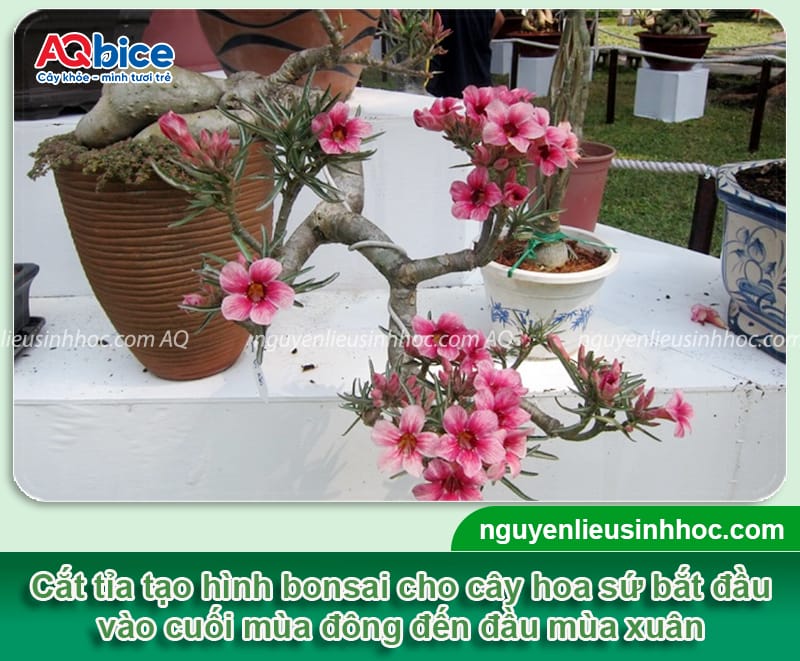 Cách chọn thời điểm cắt tỉa cây hoa sứ, hoa nở đẹp quanh năm 2 Cách chọn thời điểm cắt tỉa cây hoa sứ theo từng trường hợp