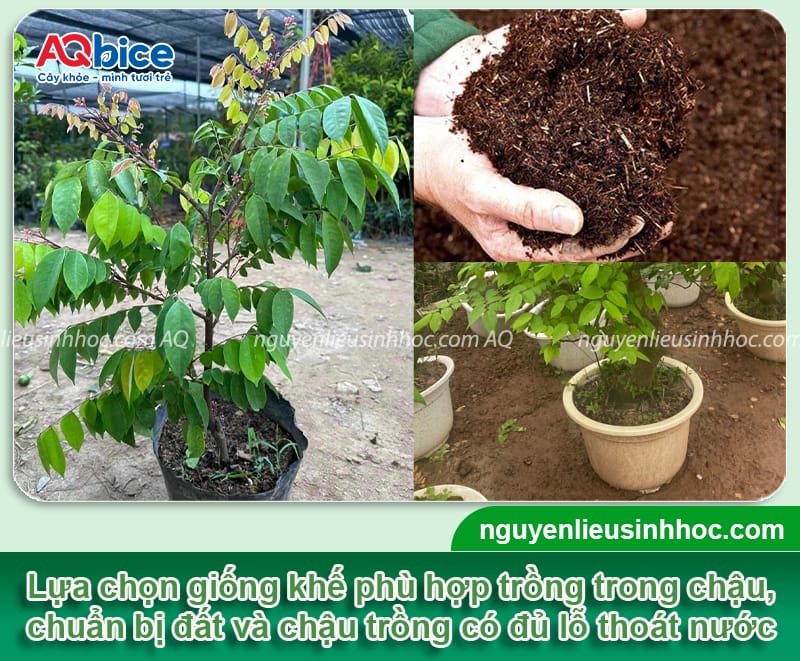 Hướng dẫn cách trồng cây khế trong chậu cảnh đúng kỹ thuật 3 Hướng dẫn cách trồng cây khế trong chậu cảnh đúng kỹ thuật