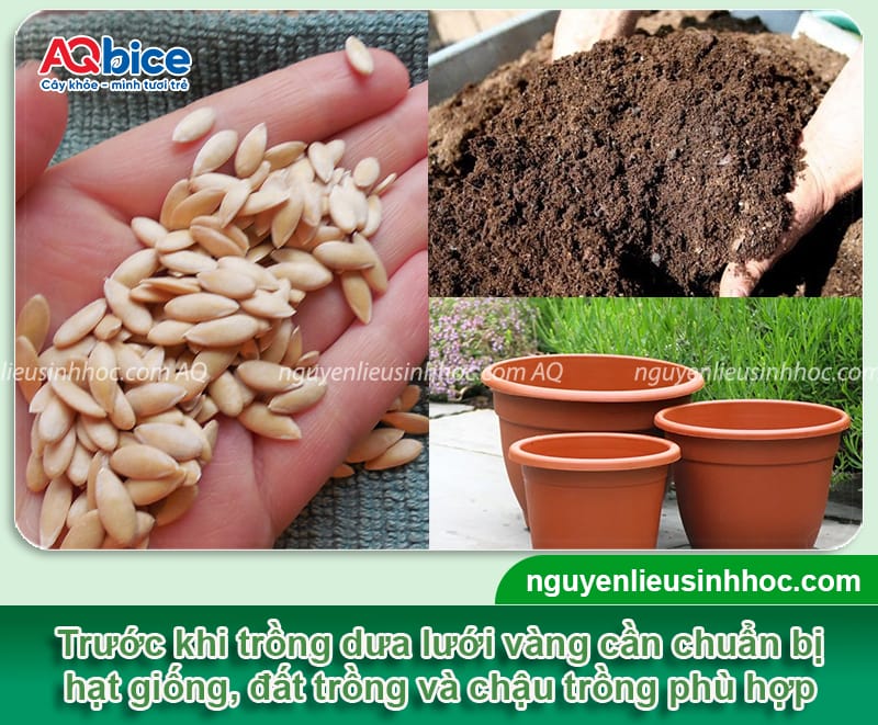 Hướng dẫn cách trồng dưa lưới vàng trong chậu đúng kỹ thuật