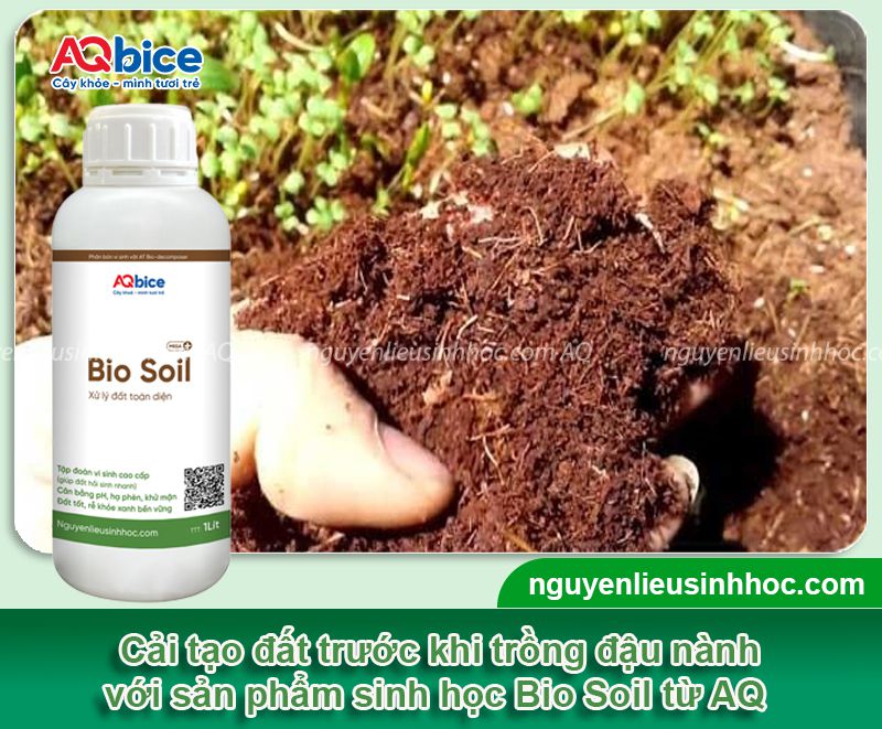 Cách trồng đậu nành và chăm sóc năng suất cao, ít sâu bệnh