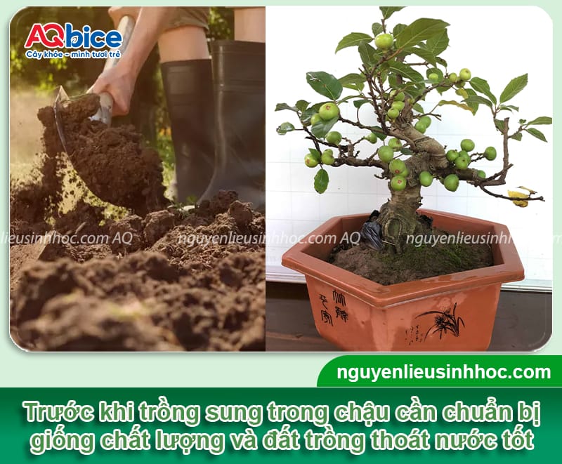 Cách trồng cây sung trong chậu cho quả sai và dáng đẹp