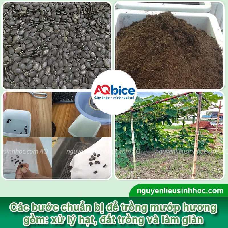 Hướng dẫn cách trồng mướp hương sai quả tại nhà 3 Hướng dẫn cách trồng mướp hương sai quả tại nhà