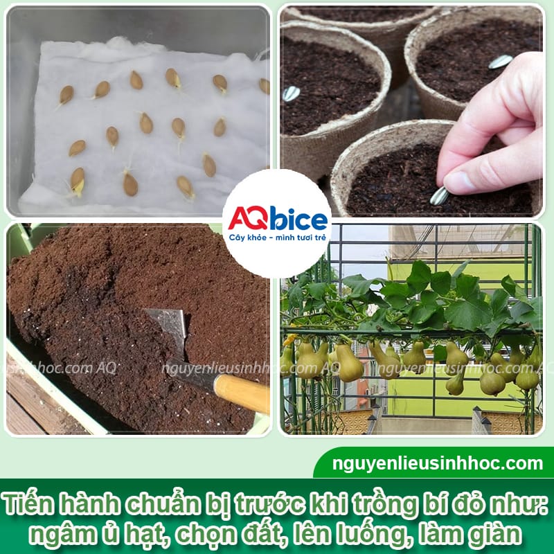 Hướng dẫn kỹ thuật trồng bí đỏ F1 trái to đều, không sâu bệnh