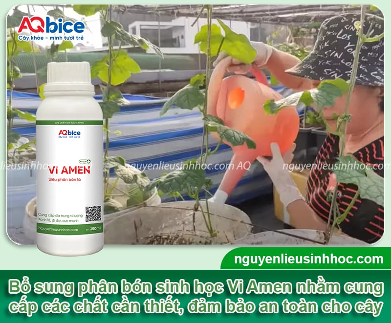 Thời vụ trồng mướp hương ở miền Bắc diễn ra khi nào? 6 Thời vụ trồng mướp hương ở miền Bắc diễn ra khi nào?