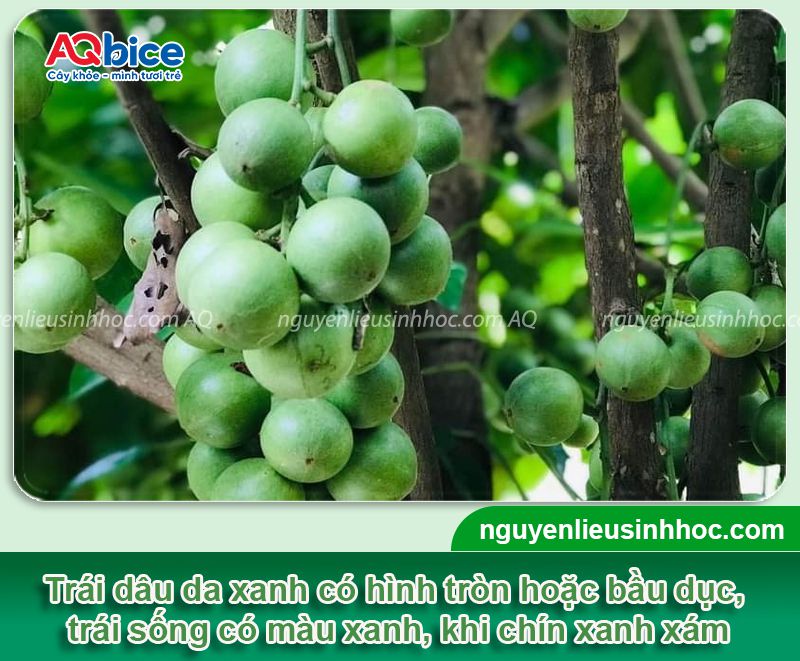 Kỹ thuật trồng cây dâu da xanh và cách chăm sóc cho trái sai trĩu