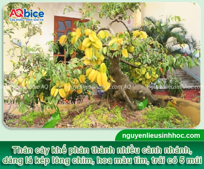 Hướng dẫn cách trồng cây khế trong chậu cảnh đúng kỹ thuật 2 Hướng dẫn cách trồng cây khế trong chậu cảnh đúng kỹ thuật