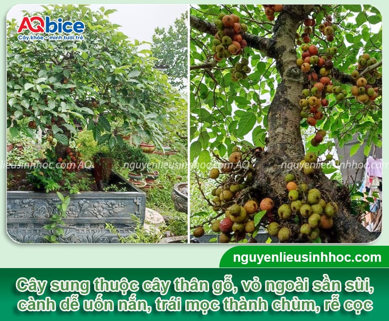 Cách trồng cây sung trong chậu cho quả sai và dáng đẹp