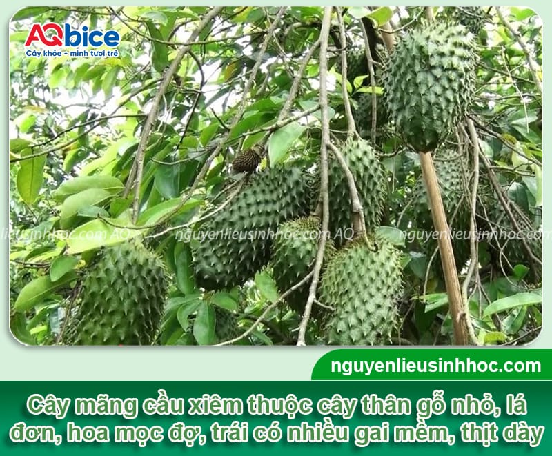Cây mãng cầu xiêm trồng ở miền Bắc có được không?